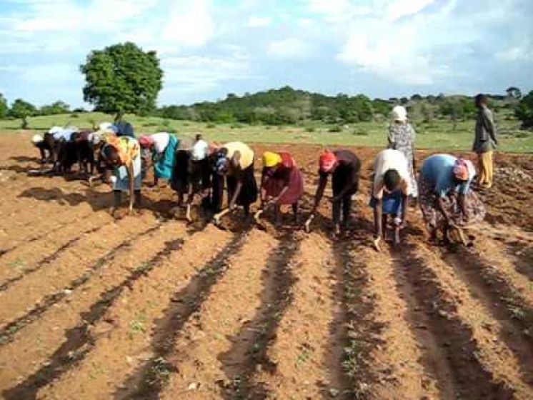 Farmers Singing in Ghana