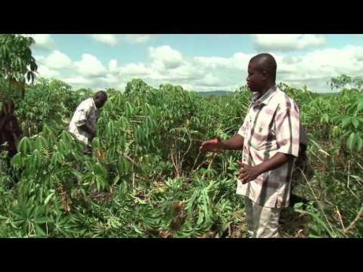 VARIETIES OF CASSAVA IN GHANA